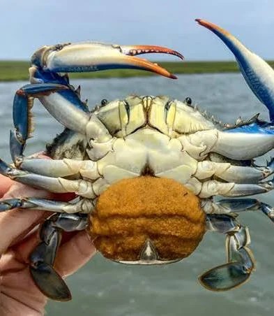 Piden cuidar el paso del cangrejo azul en las zonas costeras de Cancún.