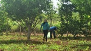 Productores de naranja en crisis por bajos precios en José María Morelos