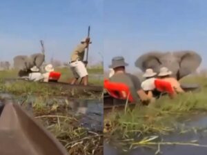 Elefante enloquece y ataca a turistas en safari en Botswana
