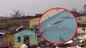 Tiburones aparecen en alberca de hotel en Jamaica tras el paso del Huracán “Melissa”