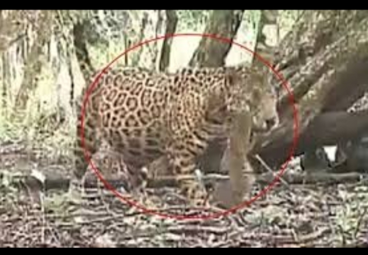 Avistamiento de jaguar preñada en Campeche da esperanza a la conservación de la especie