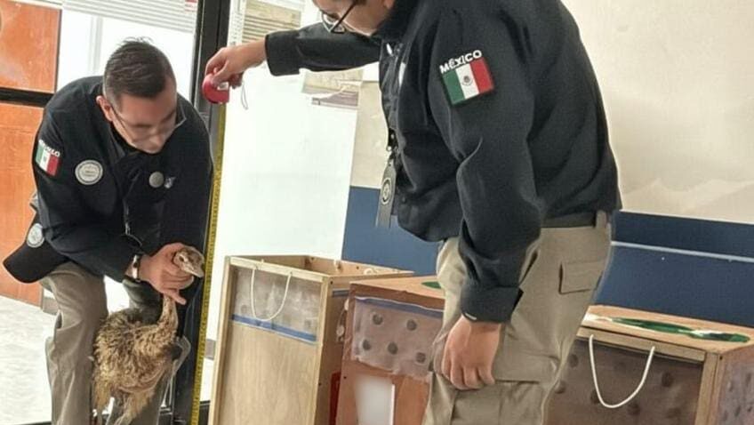 Rescatan tres avestruces enviadas por paquetería en aeropuerto de Tamaulipas