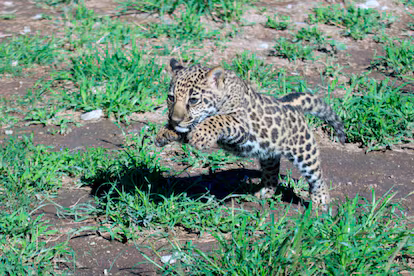 Nace Yazu, la primera cría de jaguar en el Santuario de Yagul