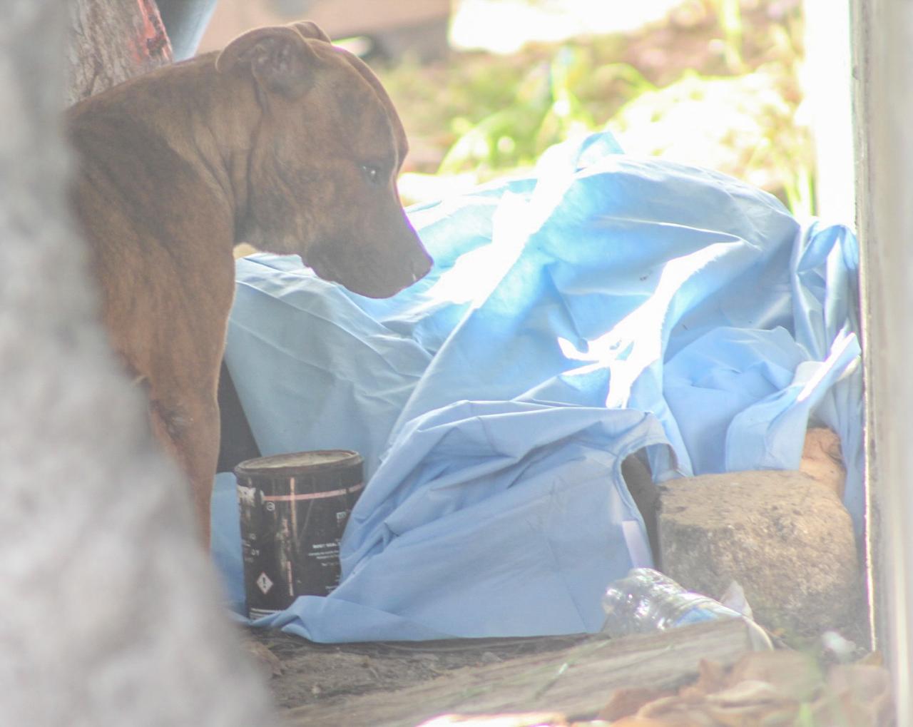 El hombre de oficio dibujante fue ejecutado y su fiel perro permaneció a su lado cuidando su cuerpo.