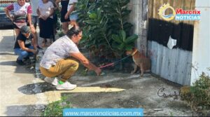 Vecinos denuncian brutal agresión contra un perro en la Región 237 de Cancún