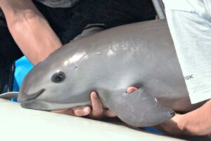 Detectan entre siete y diez vaquitas marinas en el Alto Golfo de California durante 2025