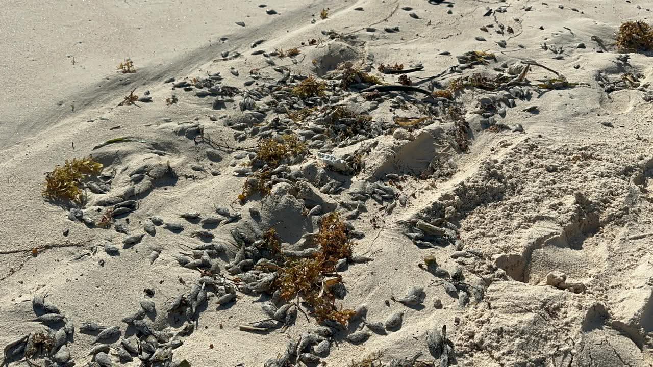 Mueren miles de peces globo en Tulum; autoridades analizan causas del extraño episodio ambiental.