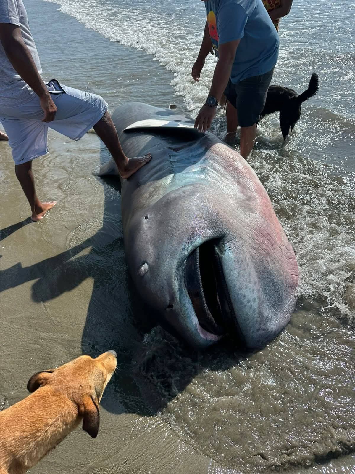 rara especie de tiburón en Perú