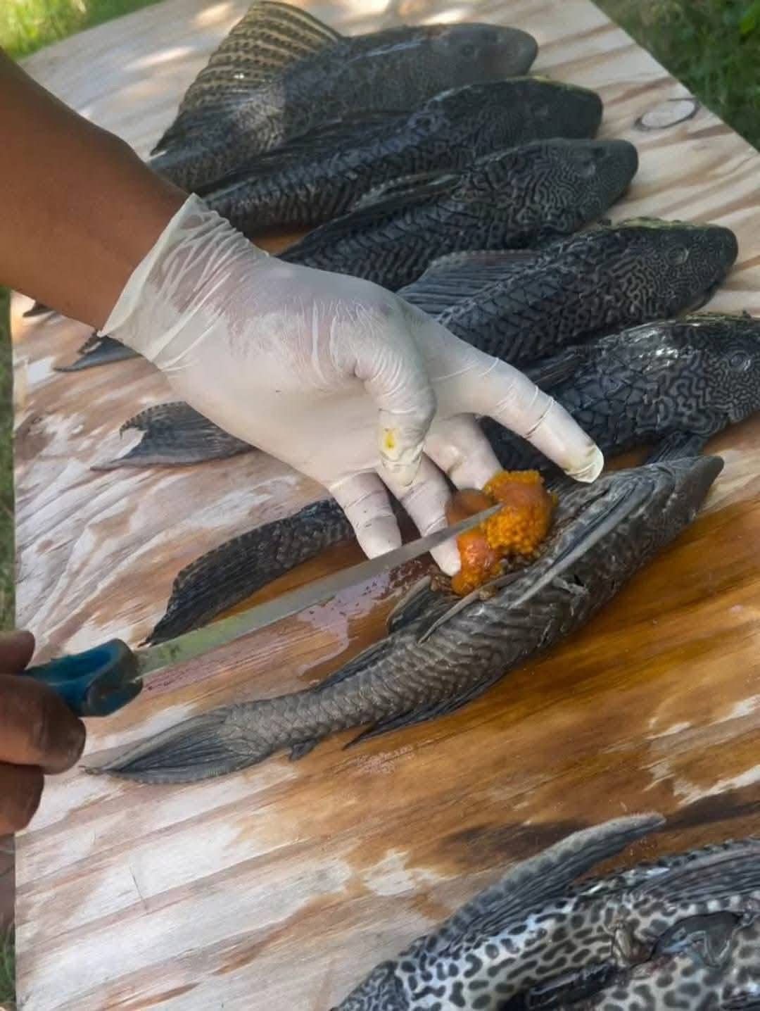 El Pez Diablo es un animal depredador, pero no es peligroso para los humanos. Su presencia en la Laguna de Bacalar alteraría el ecosistema lagunar.