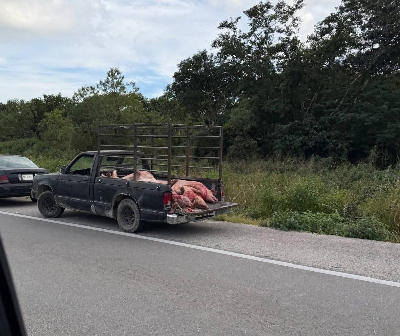 AL hombro, en triciclos o en camionetas, la rapiña de cerdos se hizo presente en la Mérida a Izamal.