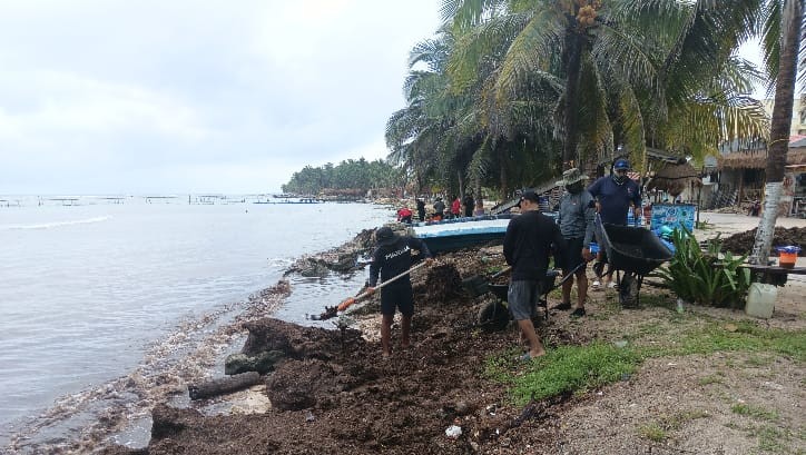 Del 8 al 14 de noviembre se realizó la recolección de aproximadamente 13.5 toneladas de sargazo en las playas de Mahahual y Xcalak, labor que fue realizada por la Marina y Sociedad Civil