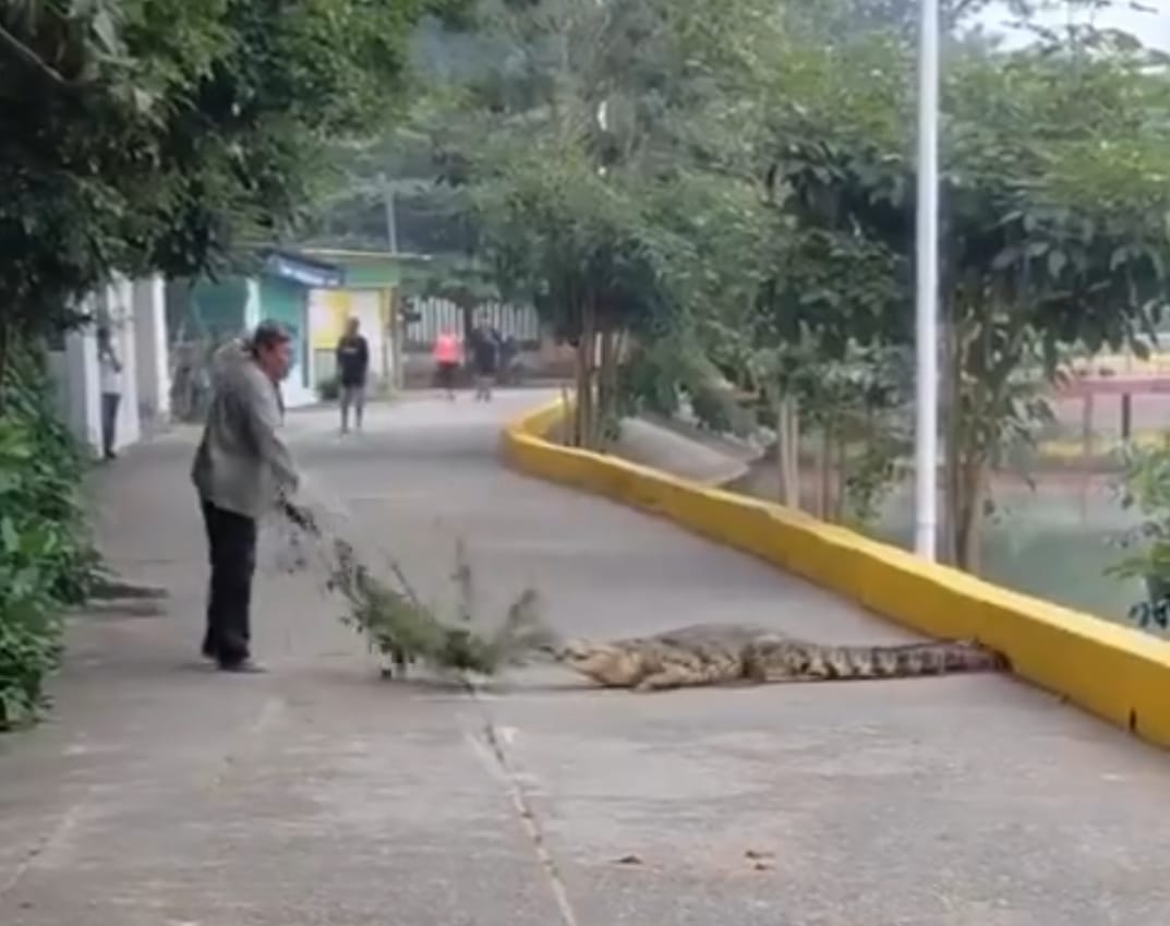 Don Eliazer Sánchez, fue persistente y tras varios minutos de gritarle al cocodrilo y amenazarlo con el machete y una rama, finalmente logró hacer huir al animal.