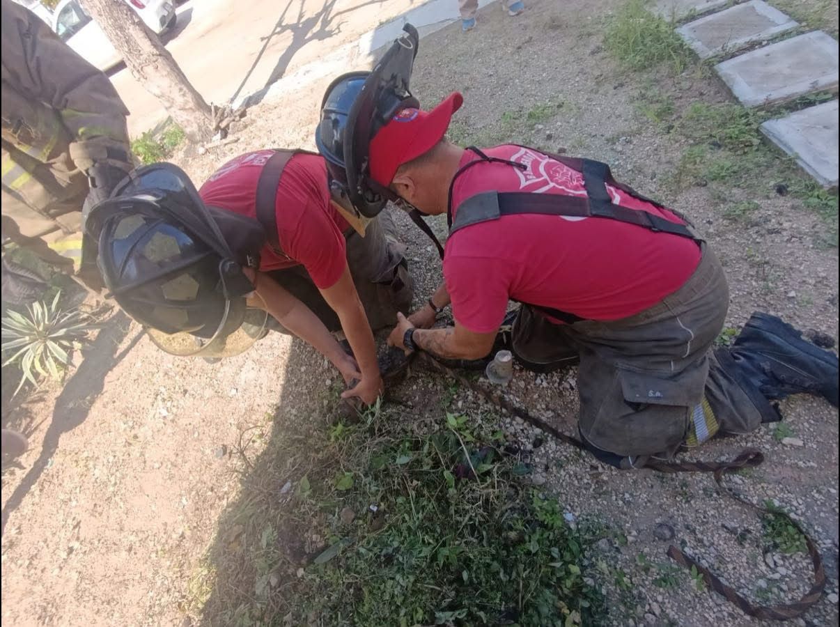 Bomberos de Cancún lograron someter a un cocodrilo que irrumpió en el Fraccionamiento Los Corales
