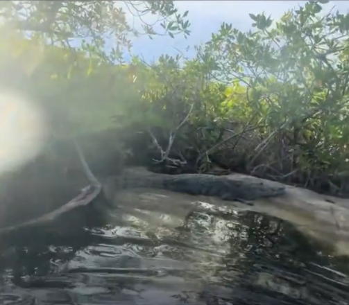 Cocodrilo en Tulum