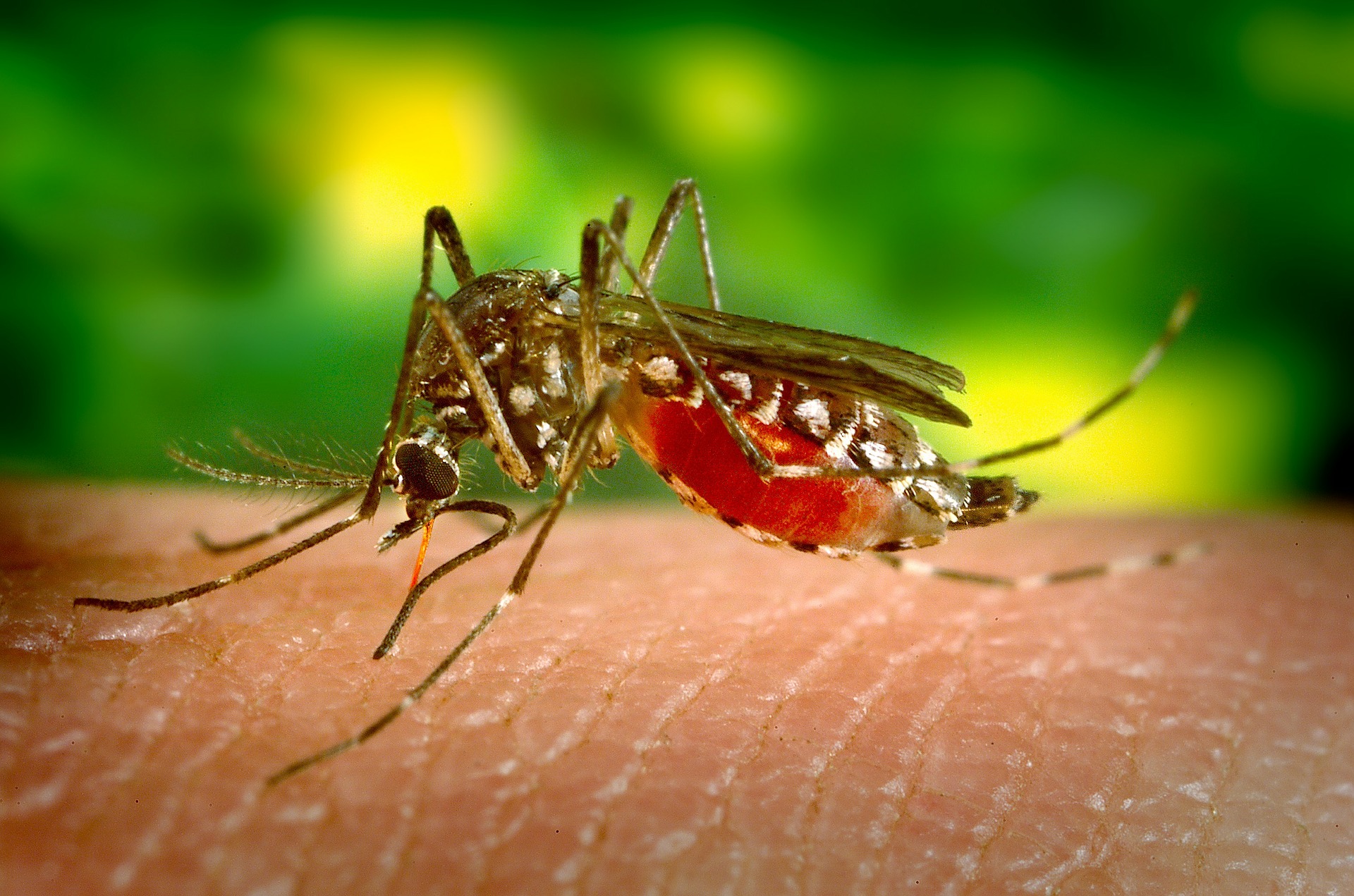 dengue