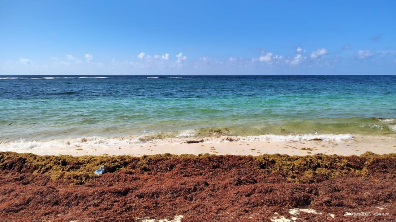 Sargazo en Cancún