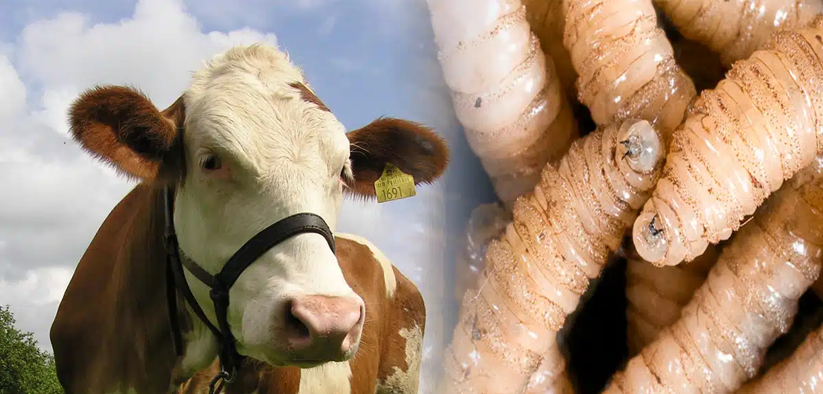 gusano barrenador en Quintana Roo