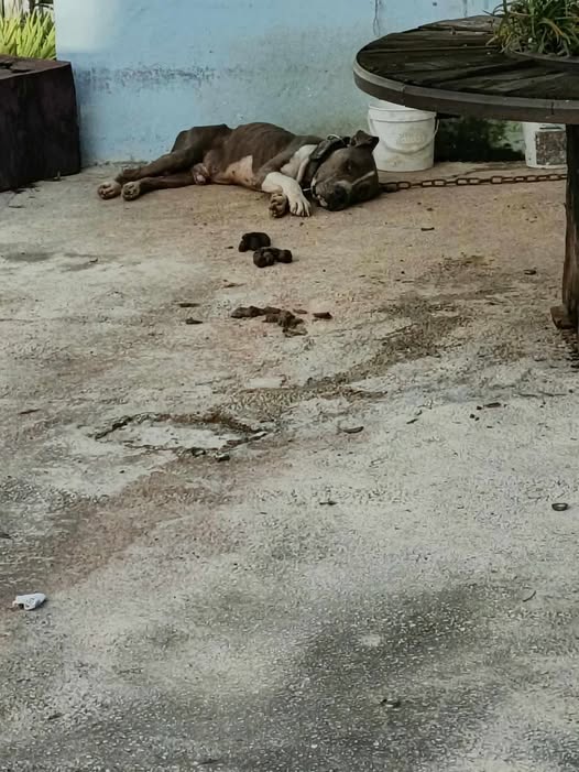 maltrato animal en Cancún