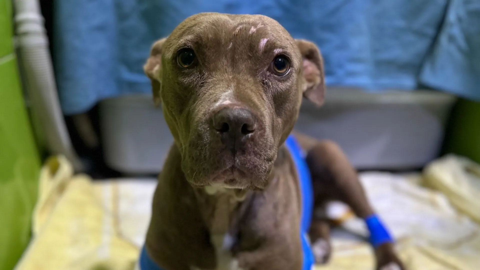 pitbull abusada en Cancún