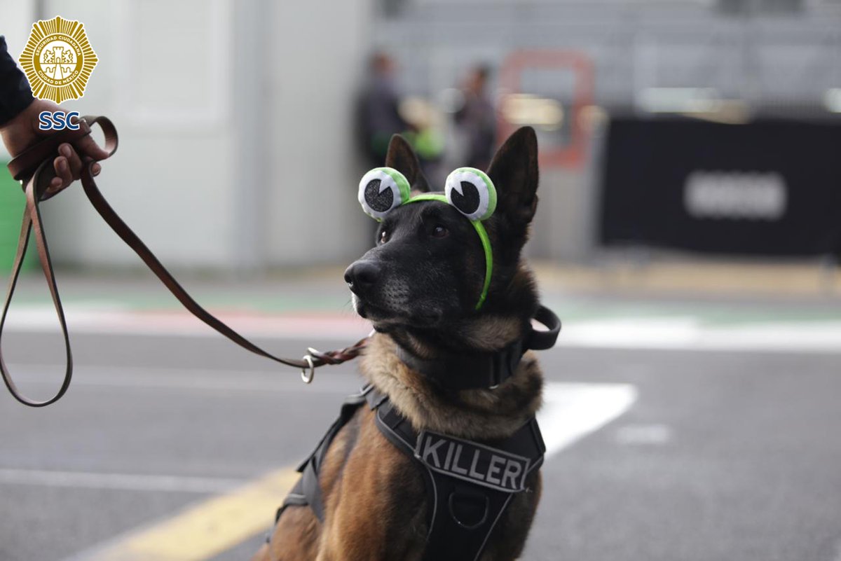 Killer perro policía