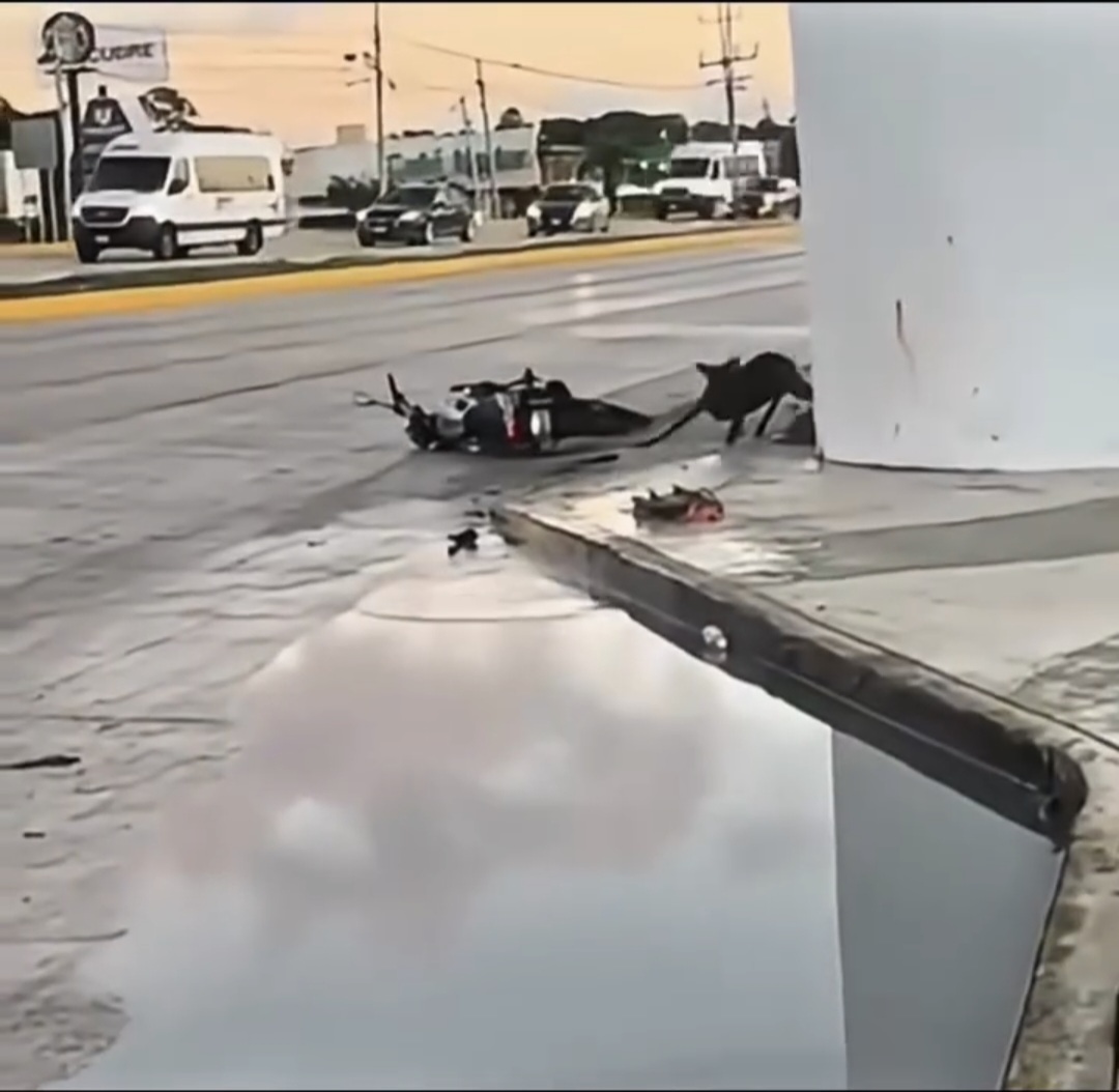 Venado atropellado en Cancún