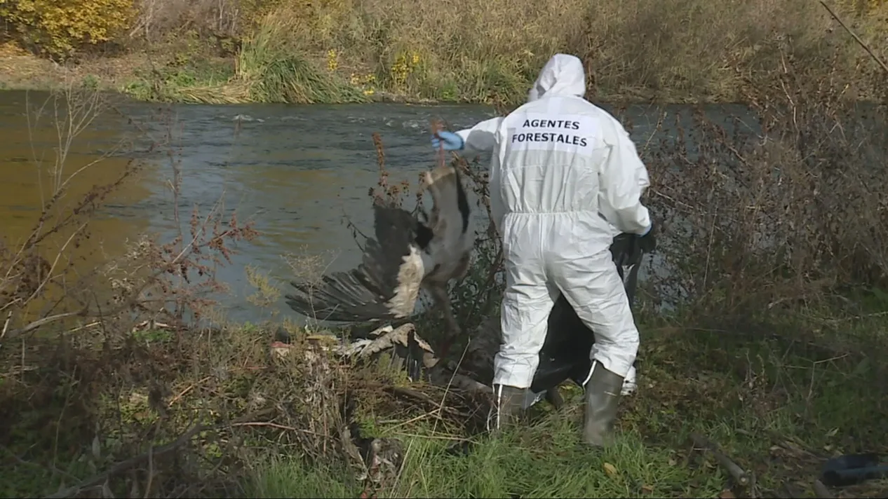 gripe aviar en Madrid