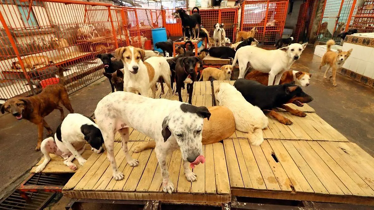 Tribunal colegiado ordena la restitución del predio al Refugio Franciscano en Santa Fe tras detectar irregularidades en el desalojo.