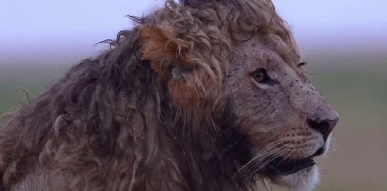 Leon con crespos Nzuri