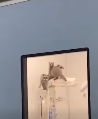 Captan un grupo de mapaches en el quirófano del nuevo ISSSTE de Acapulco