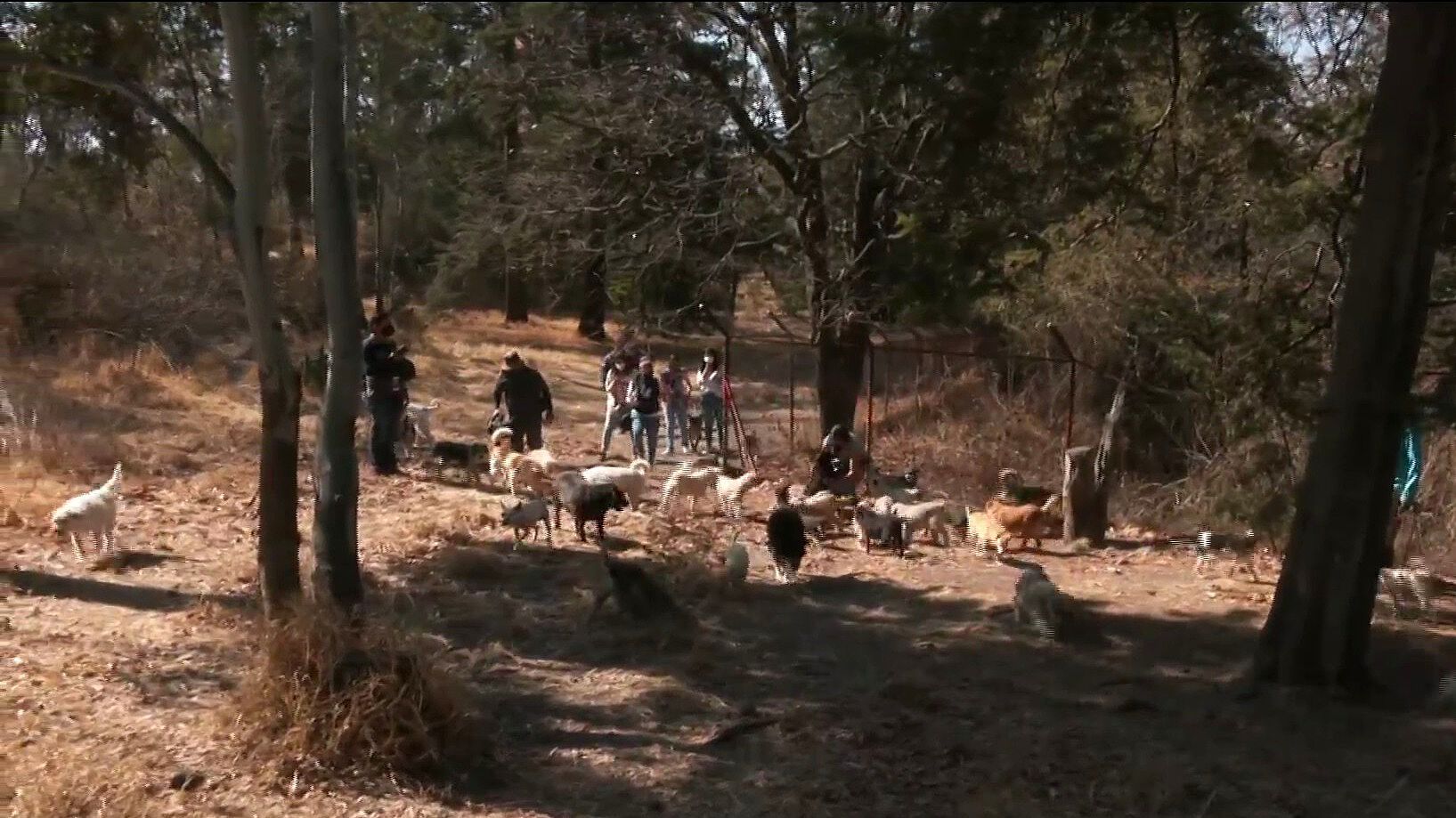 Orden judicial en Santa Fe provoca incertidumbre por perros y gatos tras el desalojo de un refugio con más de mil animales.