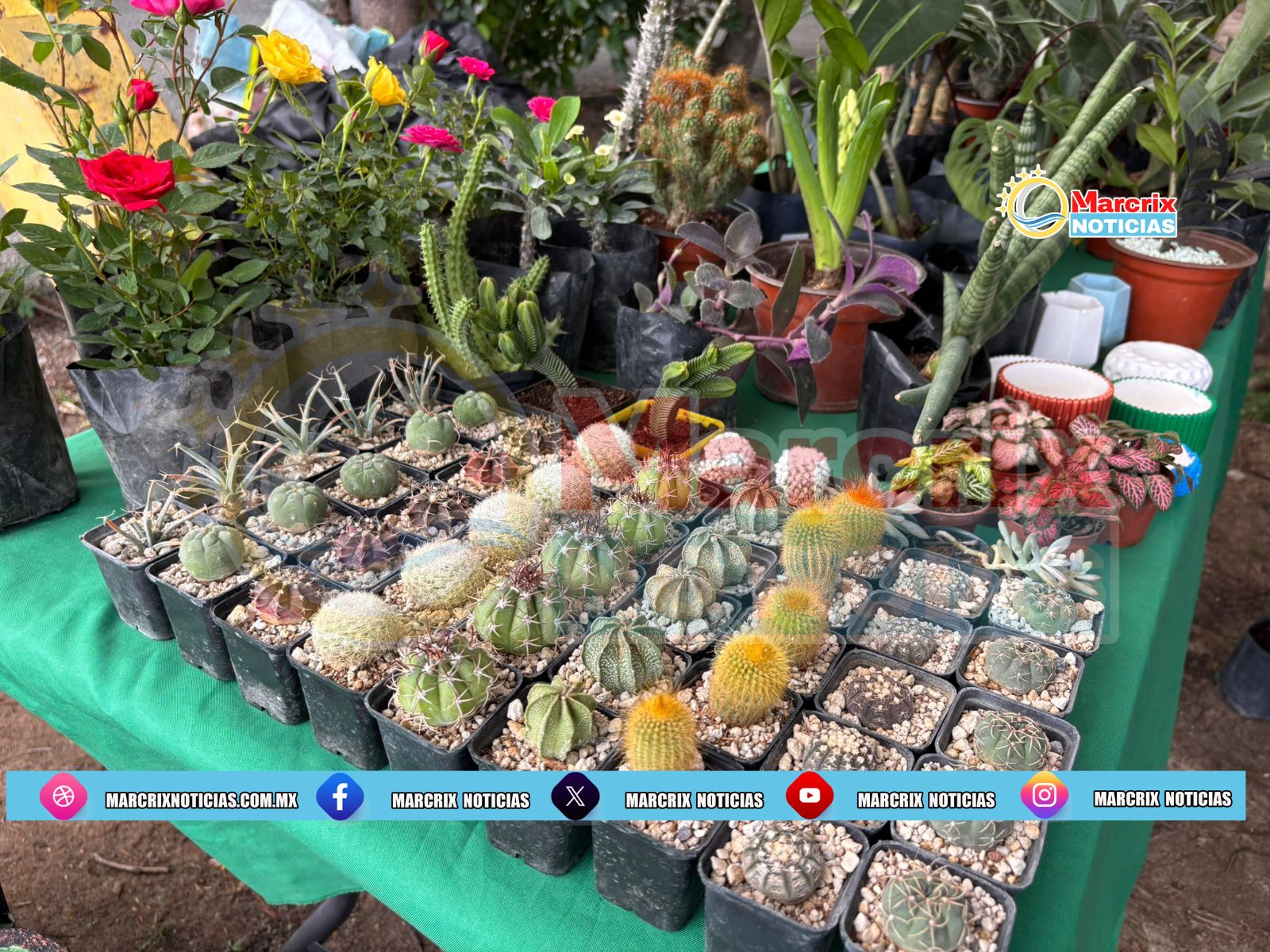 Expo Plantas de Ornato
