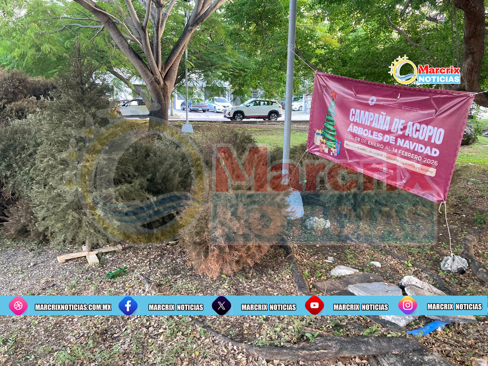 Se saturan centros de acopio de arbolitos de Navidad en Cancún