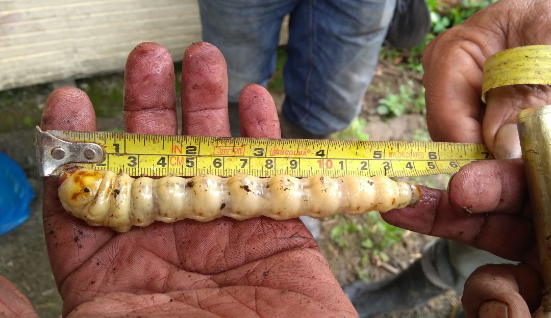 Confirman seis casos de miasis humana por gusano barrenador en Quintana Roo; autoridades alertan riesgo en población vulnerable.