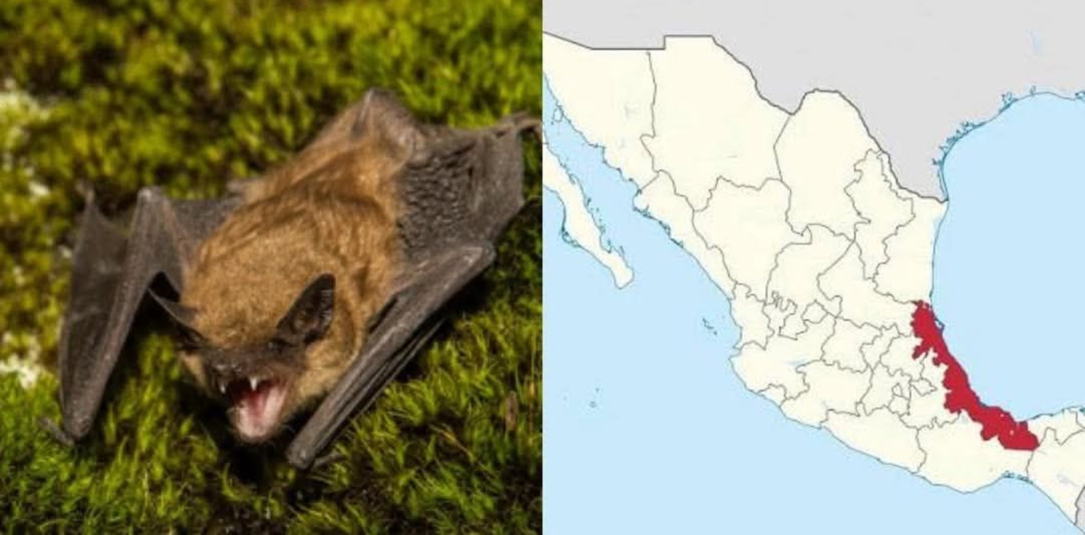 El caso fue documentado en el Boletín Epidemiológico de la Secretaría de Salud, indicando que se trataba de rabia humana asociada con mordedura de murciélago