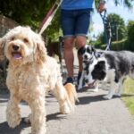 Alertan por robos de perros en la Ciudad de México