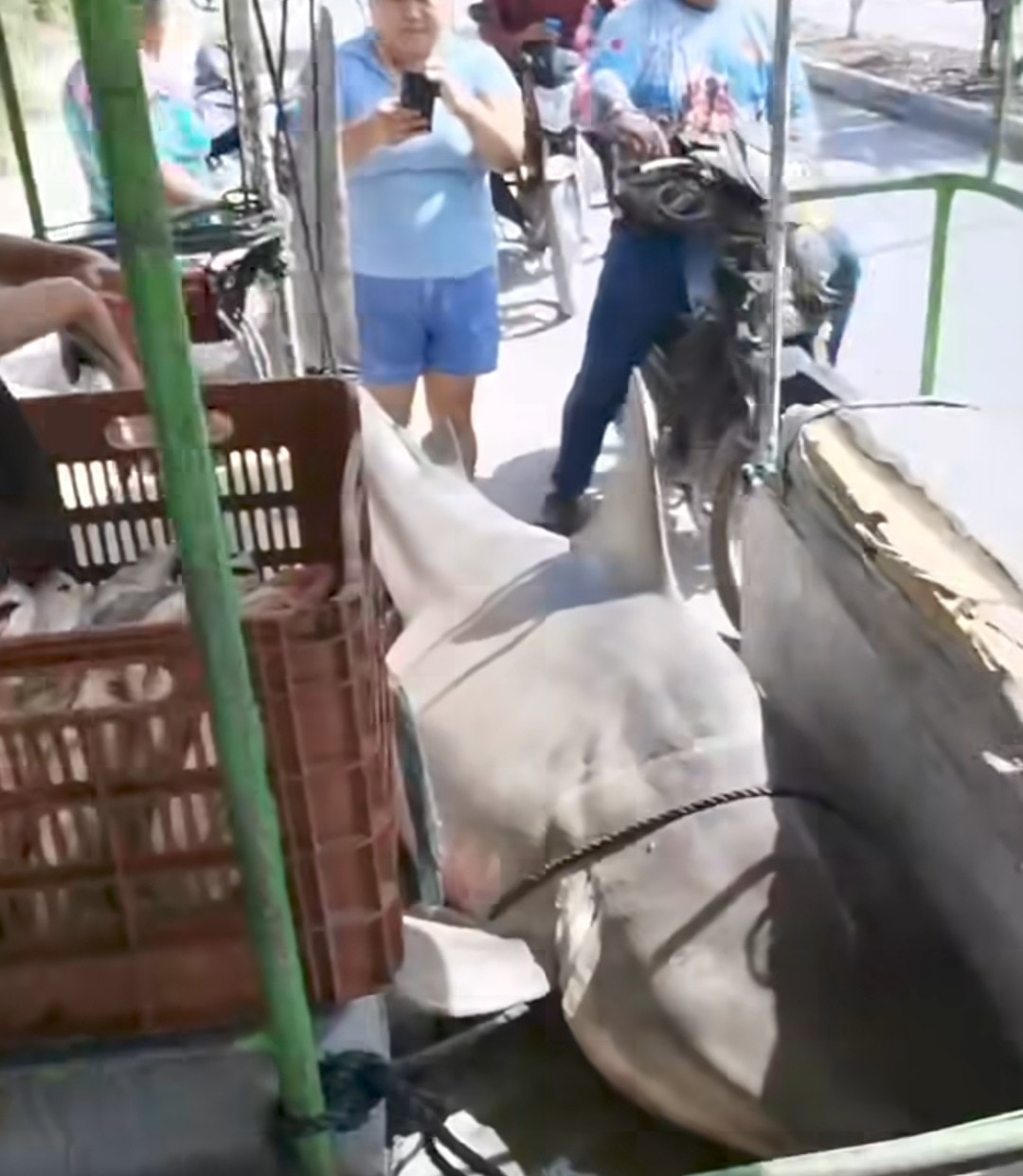 tiburón en la ría de Celestún