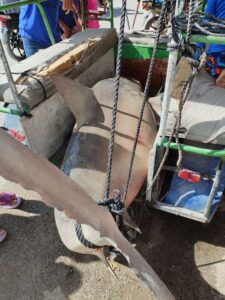 tiburón en la ría de Celestún 