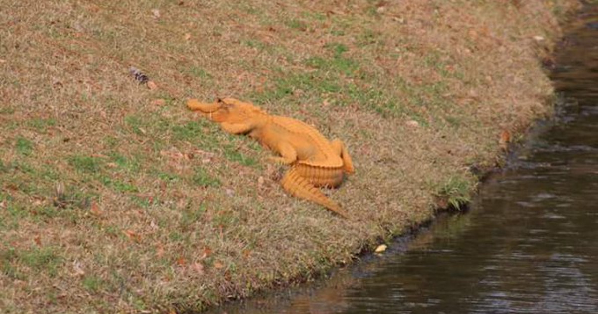 Conoce a los cocodrilos enanos naranjas, viven en cuevas y se alimentan de murciélagos