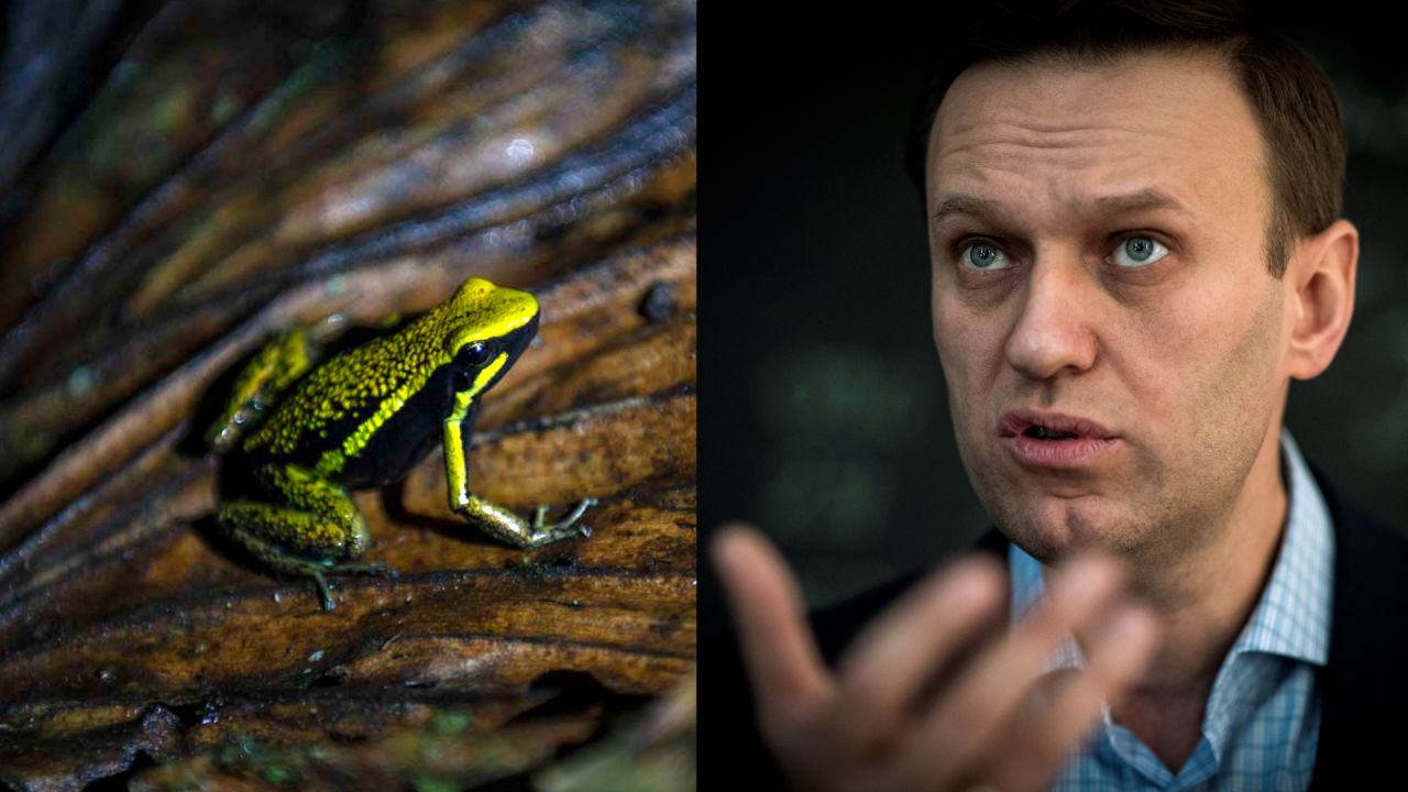 Conoce qué es la epibatidina de la rana dardo, toxina asociada a la muerte del opositor ruso Alekséi Navalni