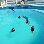 Tribunal ratifica congelamiento de cuentas de Dolphin Discovery en medio de proceso legal