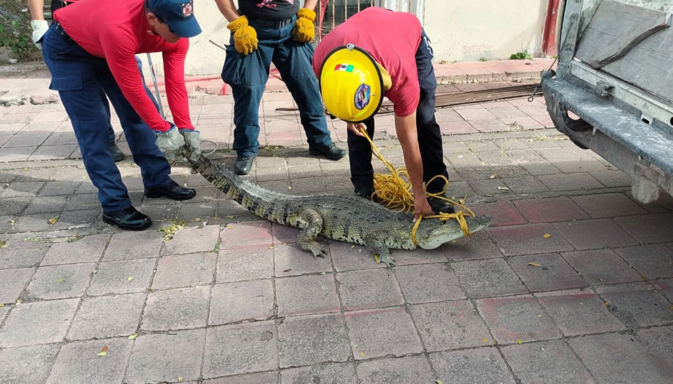 Cocodrilo en Chetumal