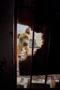 Rescatan a perrito en Cancún tras denuncia por abandono en azotea