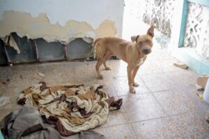 Rescatan a perrito en Cancún tras denuncia por abandono en azotea