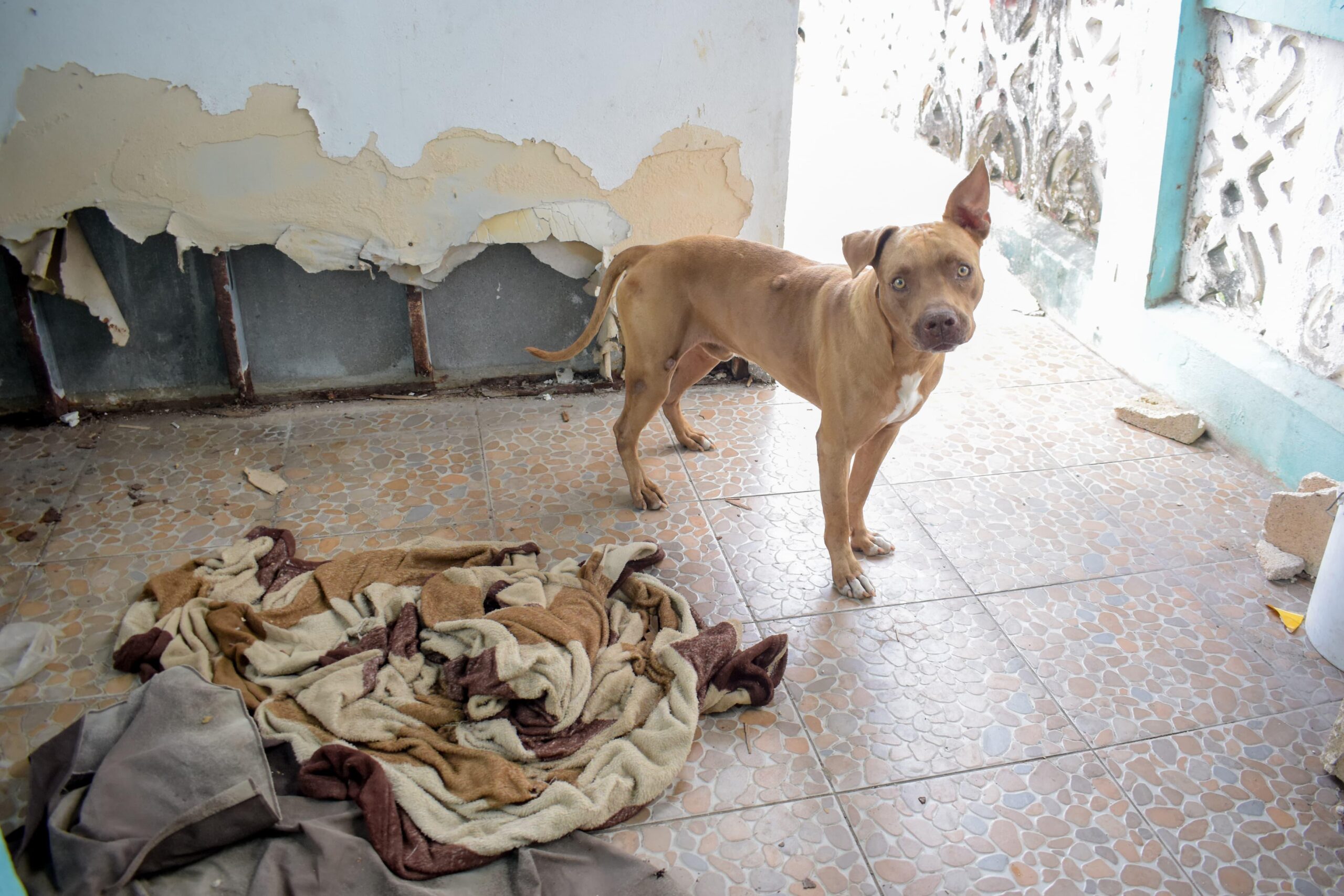 Rescatan a perrito en Cancún tras denuncia por abandono en azotea
