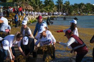 Sheinbaum respalda estrategia de Mara contra el sargazo en Quintana Roo