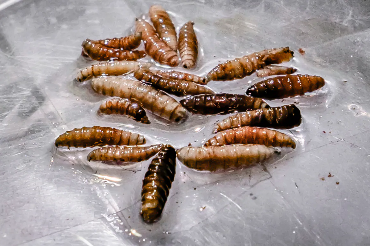 Alertan por miasis humana en el sur de Quintana Roo y por posibles casos sin registrar