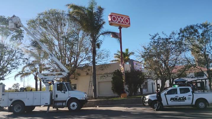 Denuncian aves atrapadas en redes de plaza comercial en Durango