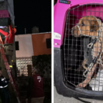 Rescatan a perrito abandonado en un departamento de Cancún