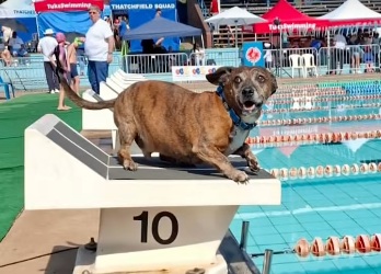 Perrito salchicha gana carrera de natación y se roba el corazón del público en Sudáfrica