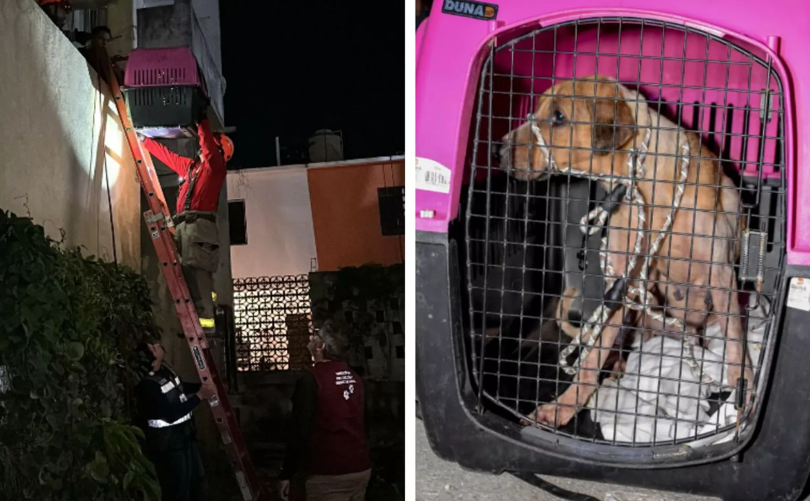 Perrito rescatado en Urbi